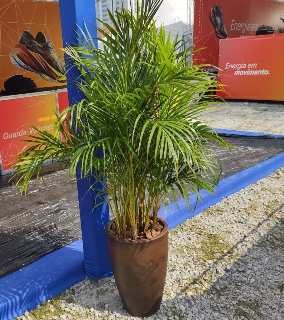 Florência Paisagismo - Plantas e Insumos para Jardinagem e Locação de Plantas para Eventos - Vega Assessoria