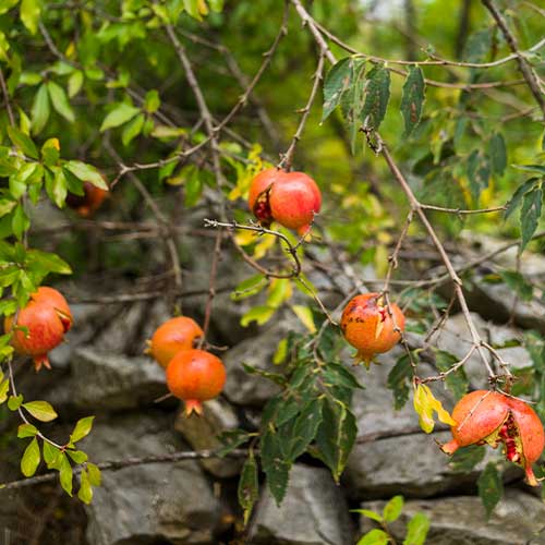 Florência Paisagismo - Plantas e Insumos para Jardinagem e Locação de Plantas para Eventos - Villa Lobos