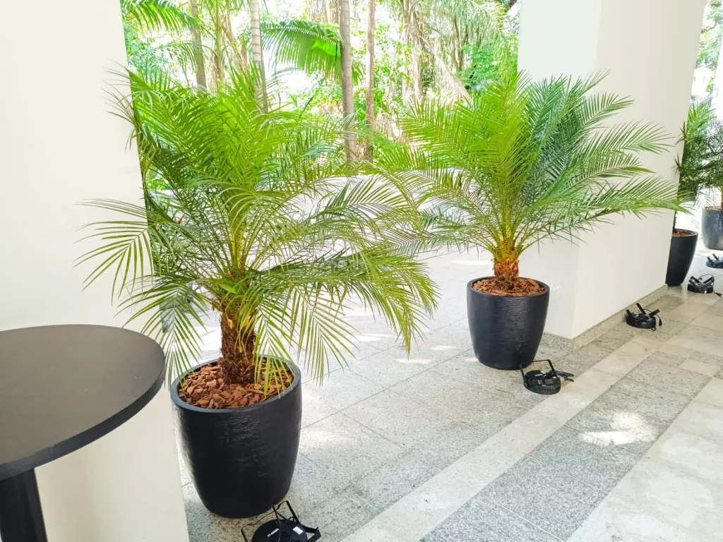 Florência Paisagismo - Plantas e Insumos para Jardinagem e Locação de Plantas para Eventos - MC4