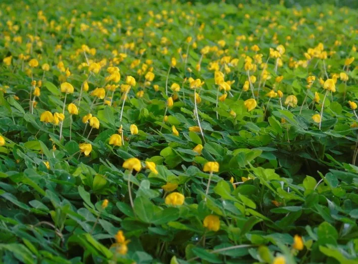 Florência Paisagismo - Plantas e Insumos para Jardinagem