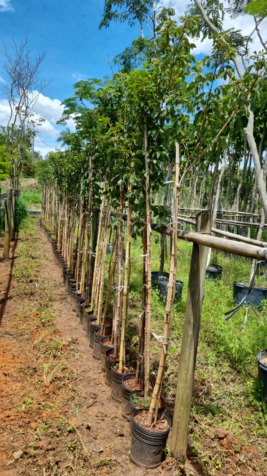 Florência Paisagismo - Plantas e Insumos para Jardinagem