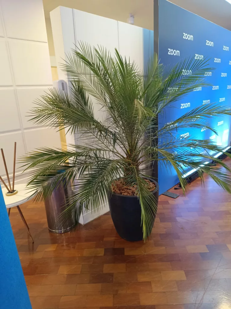 Florência Paisagismo - Plantas e Insumos para Jardinagem e Locação de Plantas para Eventos - Agência LCB