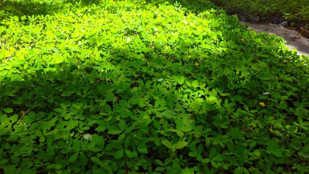 Florência Paisagismo - Plantas e Insumos para Jardinagem